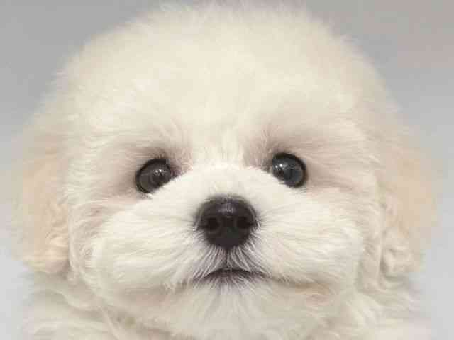 大阪府のビションプー(ビションフリーゼ×プードル) (ひごペットフレンドリー岸和田店/2026年1月10日生まれ/女の子/ホワイト)の子犬の1枚目の画像