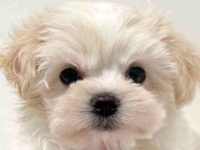 大阪府のチワマル/マルチワ(チワワ×マルチーズ) (ひごペットフレンドリーイオン高槻店/2026年1月10日生まれ/男の子/クリームホワイト)の子犬の1枚目の画像