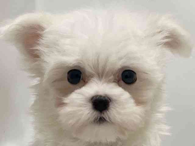 和歌山県のマルチーズ (ひごペットフレンドリーパームシティ和歌山店/2026年1月8日生まれ/男の子/ホワイト)の子犬の1枚目の画像