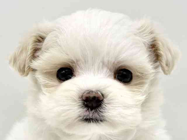 大阪府のマルプー(マルチーズ×プードル) (ひごペットフレンドリーイオンタウン豊中庄内店/2026年1月11日生まれ/男の子/ホワイト)の子犬の1枚目の画像