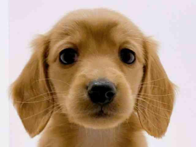 広島県のミニチュアダックスフンド(ロング) (ひごペットフレンドリーフジグラン神辺店/2026年1月10日生まれ/男の子/レッド)の子犬の1枚目の画像