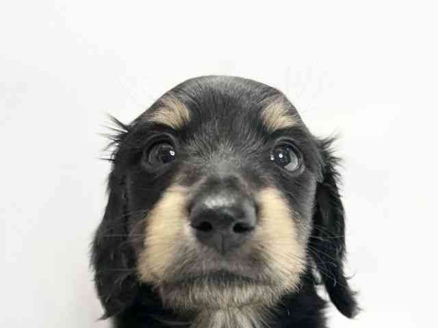 愛媛県のカニンヘンダックスフンド(ロング) (ひごペットフレンドリーイオンモール今治新都市店/2026年1月9日生まれ/男の子/ブラックタン)の子犬の1枚目の画像