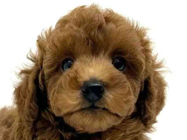 兵庫県のトイプードル(トイ) (ひごペットフレンドリーブルメールHAT神戸店/2026年1月10日生まれ/男の子/レッドフォーン)の子犬の1枚目の画像