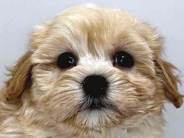 奈良県のハーフ犬・ミックス犬 (ひごペットフレンドリー奈良パワーシティ店/2026年1月5日生まれ/男の子/クリーム)の子犬