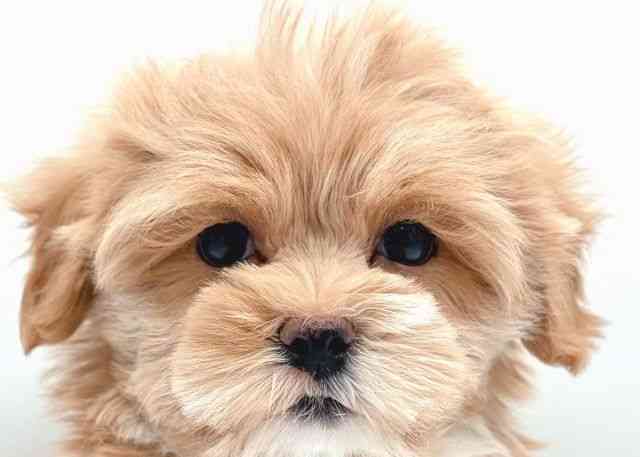 島根県のハーフ犬・ミックス犬 (ひごペットフレンドリーイオン松江ショッピングセンター店/2026年1月5日生まれ/女の子/クリーム)の子犬の1枚目の画像