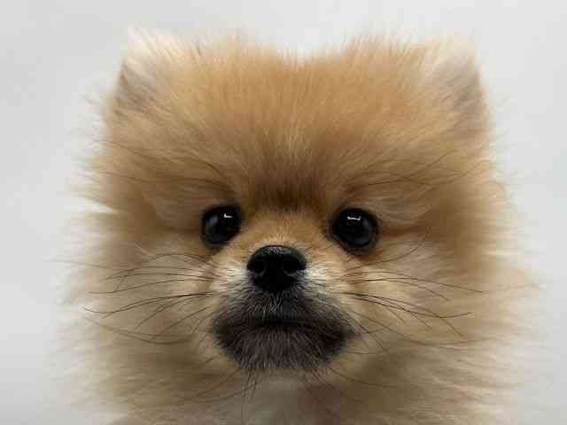 香川県のポメラニアン (ひごペットフレンドリーゆめタウン高松店/2026年1月10日生まれ/女の子/オレンジ)の子犬の1枚目の画像