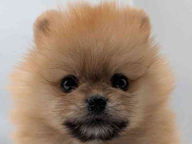 香川県のポメラニアン (ひごペットフレンドリーゆめタウン高松店/2026年1月10日生まれ/女の子/オレンジ)の子犬の1枚目の画像