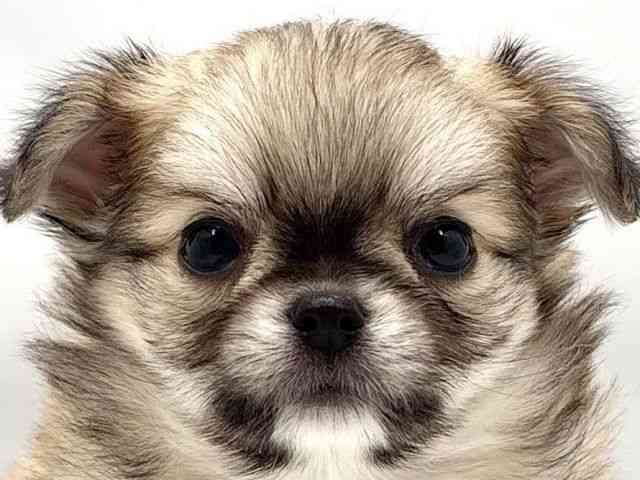 大阪府のチワワ(ロング) (ひごペットフレンドリー東淀川店/2026年1月9日生まれ/男の子/フォーン)の子犬の1枚目の画像