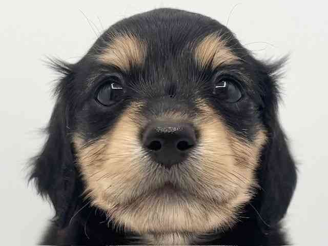 大阪府のミニチュアダックスフンド(ロング) (ひごペットフレンドリーみのおキューズモール店/2026年1月10日生まれ/男の子/ブラックタン)の子犬の1枚目の画像