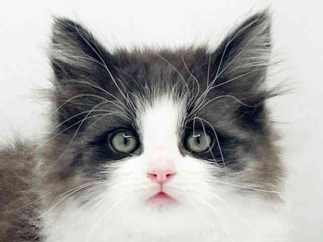 兵庫県のノルウェージャンフォレストキャット (ひごペットフレンドリーコロワ甲子園店/2026年1月11日生まれ/男の子/ブラックホワイト)の子猫の1枚目の画像