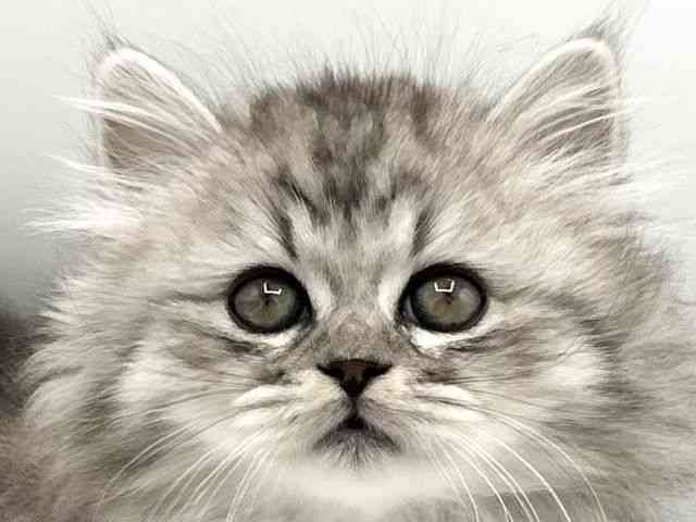 京都府のマンチカン (ひごペットフレンドリーイオンモール高の原店/2026年1月7日生まれ/男の子/シルバータビーホワイト)の子猫の1枚目の画像