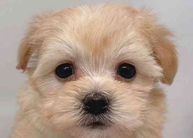 鳥取県のマルプー(マルチーズ×プードル) (ひごペットフレンドリーイオンモール鳥取北店/2026年1月8日生まれ/女の子/アプリコット)の子犬の1枚目の画像