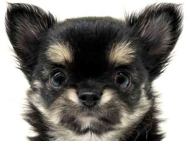 兵庫県のチワワ(ロング) (ひごペットフレンドリーブルメールHAT神戸店/2026年1月11日生まれ/男の子/ブラッククリームホワイト)の子犬