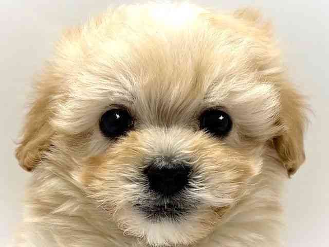 大阪府のマルプー(マルチーズ×プードル) (ひごペットフレンドリーベルファⅡ都島店/2026年1月8日生まれ/男の子/アプリコット)の子犬の1枚目の画像