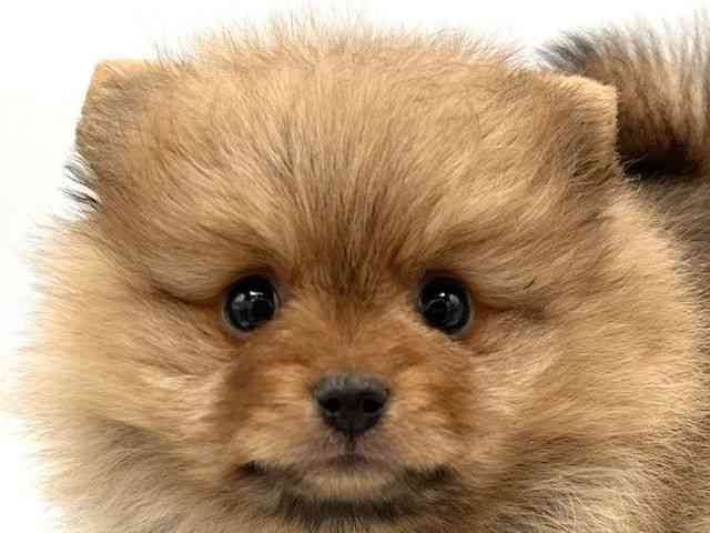 京都府のポメラニアン (ひごペットフレンドリーイオンモール高の原店/2026年1月9日生まれ/女の子/オレンジ)の子犬の1枚目の画像