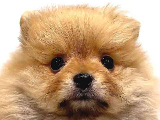 奈良県のポメラニアン (ひごペットフレンドリー奈良パワーシティ店/2026年1月9日生まれ/男の子/オレンジ)の子犬の1枚目の画像