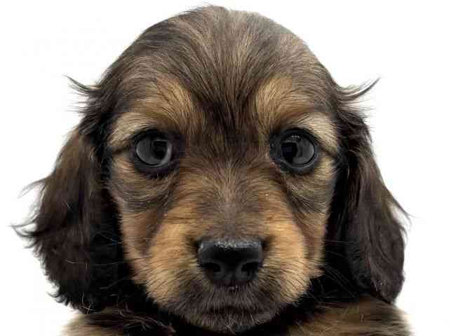 兵庫県のカニンヘンダックスフンド(ロング) (ひごペットフレンドリークラウンパーク伊丹店/2026年1月9日生まれ/女の子/レッド)の子犬の1枚目の画像