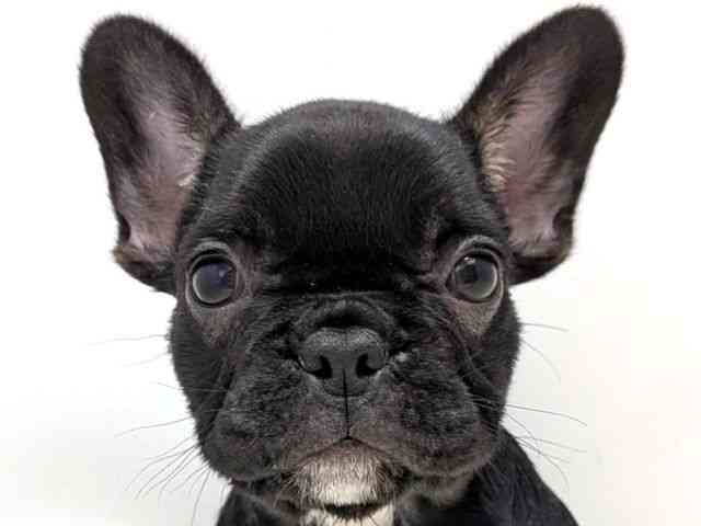 広島県のフレンチブルドッグ (ひごペットフレンドリーゆめタウン廿日市店/2026年1月11日生まれ/女の子/ブラックタン)の子犬