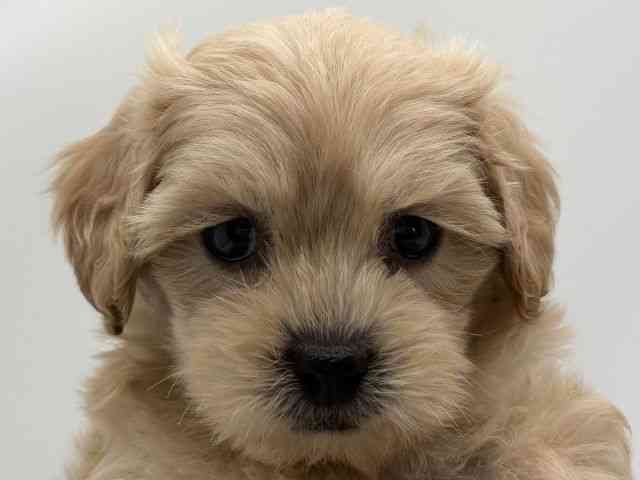 島根県のペキプー(ペキニーズ×プードル) (ひごペットフレンドリーイオンモール出雲店/2026年1月12日生まれ/男の子/クリーム)の子犬の1枚目の画像