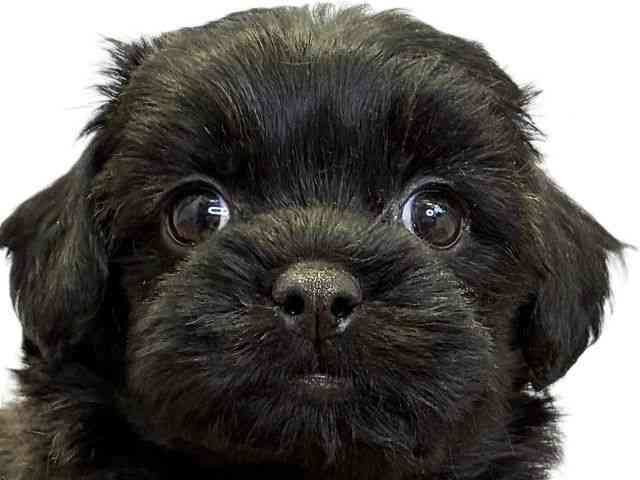 愛媛県のペキプー(ペキニーズ×プードル) (ひごペットフレンドリーエミフルMASAKI店/2026年1月12日生まれ/男の子/ブリンドル)の子犬の1枚目の画像