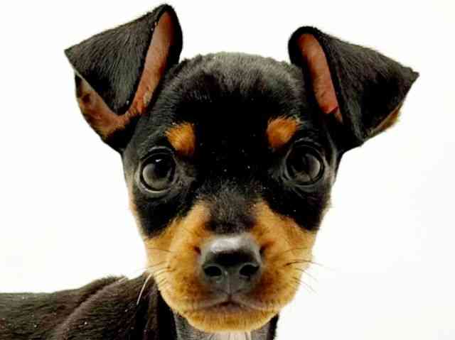 兵庫県のミニチュアピンシャー (ひごペットフレンドリーコロワ甲子園店/2026年1月11日生まれ/女の子/ブラックタン)の子犬の1枚目の画像