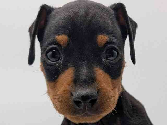 香川県のミニチュアピンシャー (ひごペットフレンドリーゆめタウン高松店/2026年1月11日生まれ/男の子/ブラックタン)の子犬の1枚目の画像