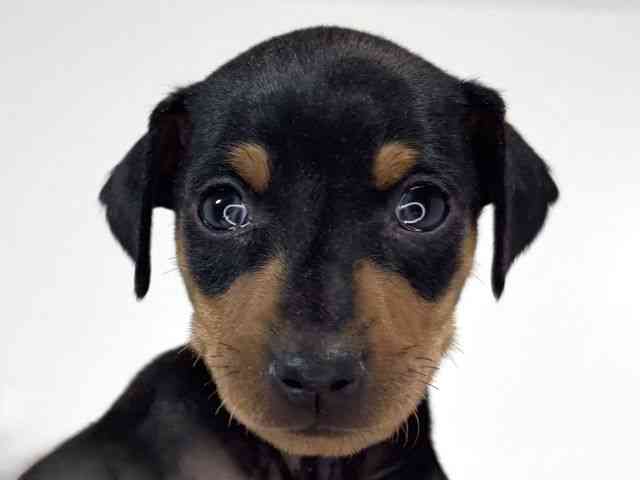 兵庫県のミニチュアピンシャー (ひごペットフレンドリーイトーヨーカドー明石店/2026年1月11日生まれ/男の子/ブラックタン)の子犬の1枚目の画像