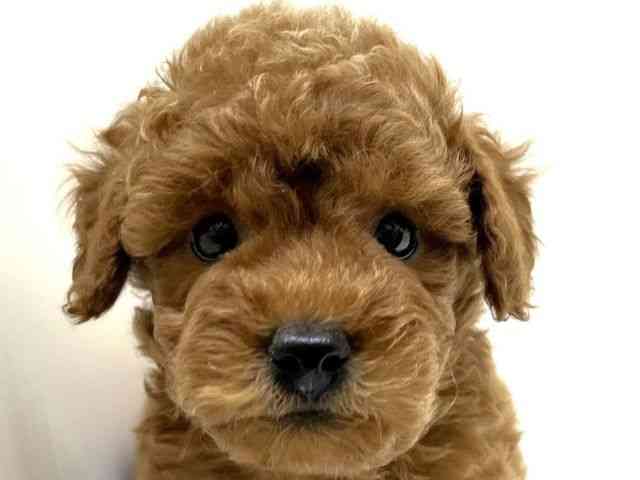 兵庫県のトイプードル(トイ) (ひごペットフレンドリーブルメールHAT神戸店/2026年1月10日生まれ/男の子/レッドフォーン)の子犬