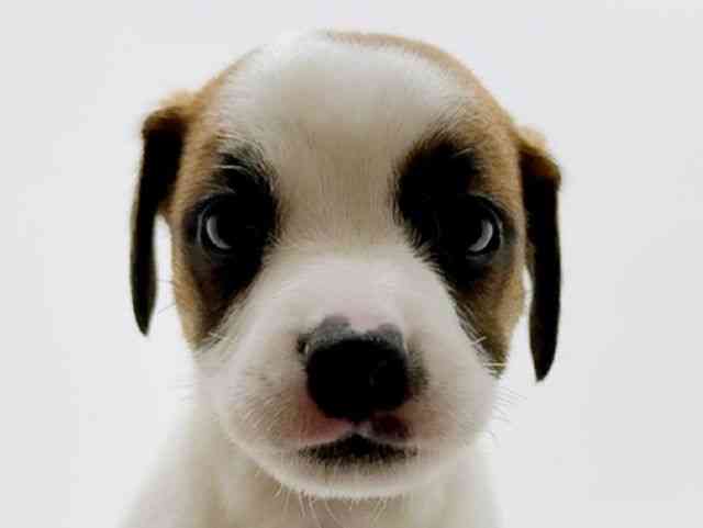 広島県のジャックラッセルテリア (ひごペットフレンドリーフジグラン神辺店/2026年1月12日生まれ/男の子/ホワイトタン)の子犬の1枚目の画像