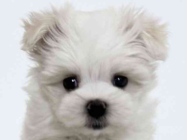 大阪府のマルチーズ (ひごペットフレンドリーアクロスプラザ住之江店/2026年1月10日生まれ/女の子/ホワイト)の子犬の1枚目の画像