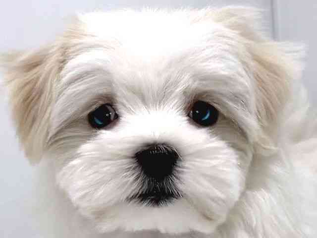 奈良県のマルチーズ (ひごペットフレンドリー奈良パワーシティ店/2026年1月10日生まれ/男の子/ホワイト)の子犬の1枚目の画像