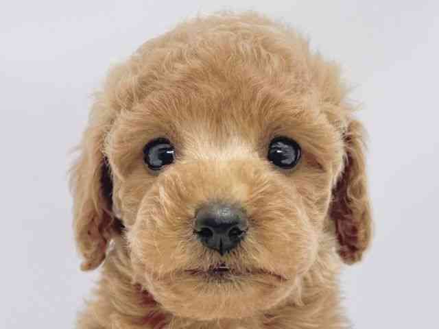 大阪府のトイプードル(トイ) (ひごペットフレンドリーイズミヤショッピングセンター千里丘店/2026年1月10日生まれ/女の子/レッドフォーン)の子犬