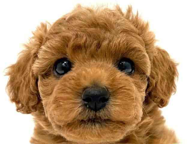 大阪府のトイプードル(トイ) (ひごペットフレンドリーイオン高槻店/2026年1月10日生まれ/女の子/レッドフォーン)の子犬の1枚目の画像