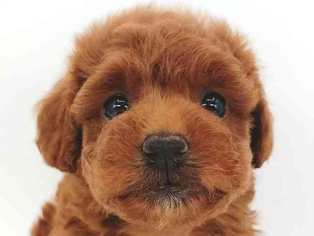 大阪府のトイプードル(トイ) (ひごペットフレンドリー泉ヶ丘店/2026年1月10日生まれ/女の子/レッドフォーン)の子犬の1枚目の画像