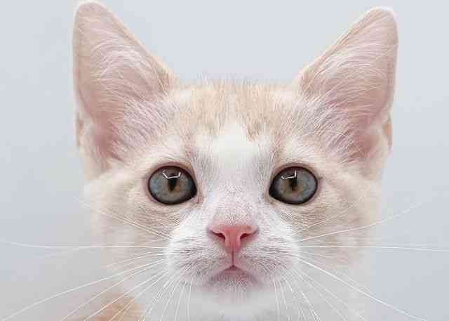 島根県のスコティッシュフォールド (ひごペットフレンドリーイオン松江ショッピングセンター店/2026年1月6日生まれ/男の子/クリームタビーホワイト)の子猫の1枚目の画像