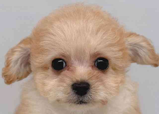 鳥取県のチワプー/プーチー(チワワ×プードル) (ひごペットフレンドリーイオンモール鳥取北店/2026年1月10日生まれ/女の子/アプリコット)の子犬