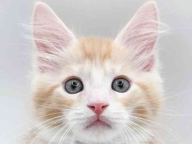 大阪府のメインクーン (ひごペットフレンドリー泉ヶ丘店/2026年1月9日生まれ/男の子/レッドタビーホワイト)の子猫の1枚目の画像