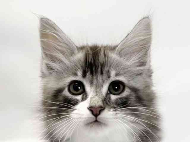 愛媛県のメインクーン (ひごペットフレンドリーイオンモール今治新都市店/2026年1月9日生まれ/男の子/シルバータビーホワイト)の子猫の1枚目の画像