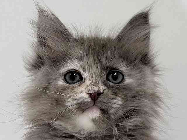 奈良県のメインクーン (ひごペットフレンドリーイオンモール橿原ウエスト・ビレッジ店/2026年1月9日生まれ/女の子/ブルートーティ)の子猫の1枚目の画像