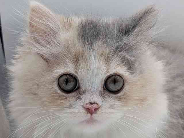 香川県のミヌエット (ひごペットフレンドリーゆめタウン高松店/2026年1月11日生まれ/女の子/ダイリュートキャリコ)の子猫