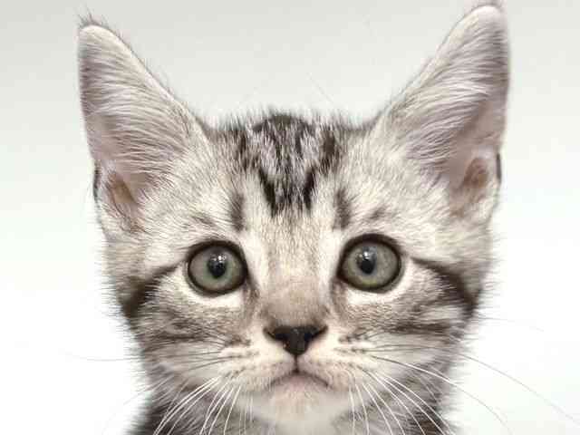 大阪府のアメリカンショートヘアー (ひごペットフレンドリー岸和田店/2026年1月11日生まれ/男の子/シルバータビー)の子猫の1枚目の画像