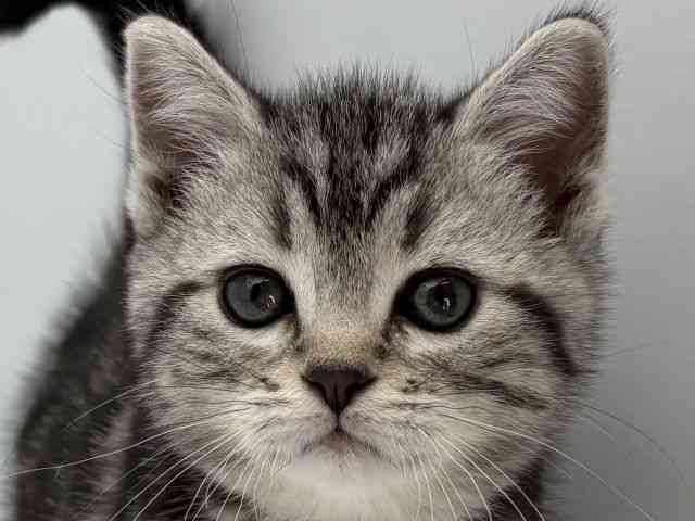 島根県のアメリカンショートヘアー (ひごペットフレンドリーイオンモール出雲店/2026年1月10日生まれ/女の子/シルバータビー)の子猫の1枚目の画像