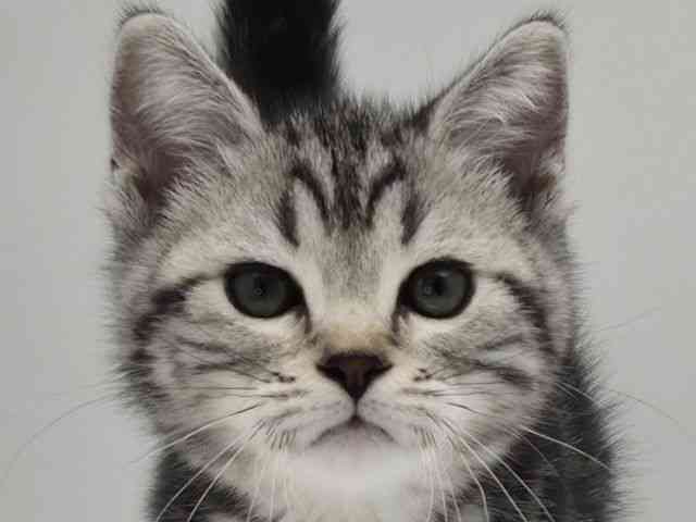 島根県のアメリカンショートヘアー (ひごペットフレンドリーイオンモール出雲店/2026年1月10日生まれ/女の子/シルバータビー)の子猫の1枚目の画像