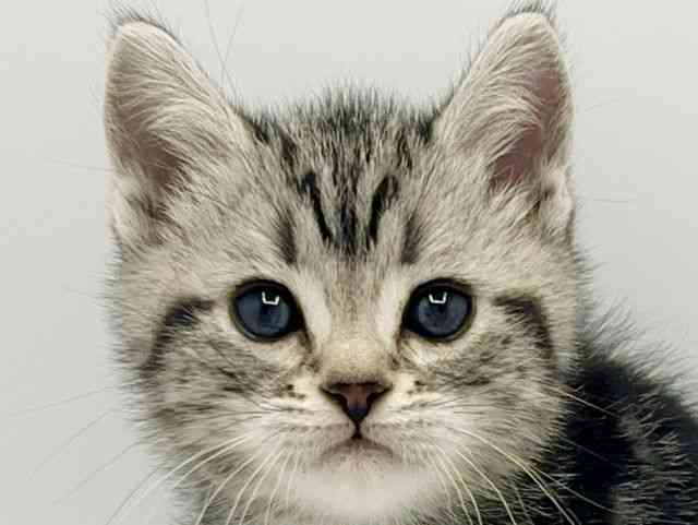 大阪府のアメリカンショートヘアー (ひごペットフレンドリーみのおキューズモール店/2026年1月10日生まれ/男の子/シルバータビー)の子猫の1枚目の画像