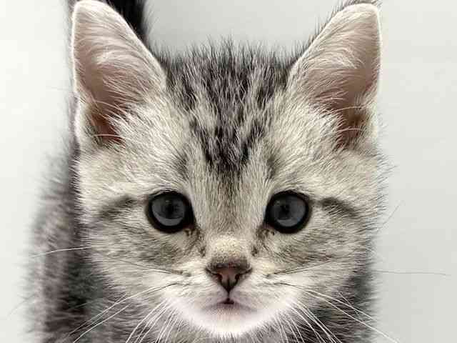 大阪府のアメリカンショートヘアー (ひごペットフレンドリーベルファⅡ都島店/2026年1月10日生まれ/男の子/シルバータビー)の子猫の1枚目の画像