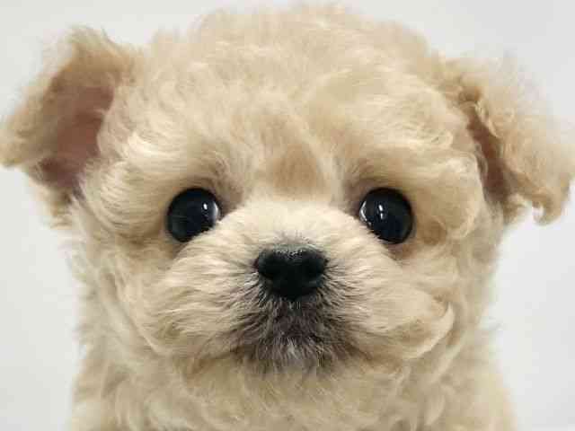 高知県のチワプー/プーチー(チワワ×プードル) (ひごペットフレンドリーイオンモール高知店/2026年1月10日生まれ/男の子/アプリコット)の子犬の1枚目の画像