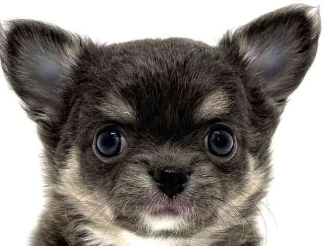 大阪府のチワワ(ロング) (ひごペットフレンドリーくずはモール店/2026年1月11日生まれ/女の子/ブルータンホワイト)の子犬の1枚目の画像