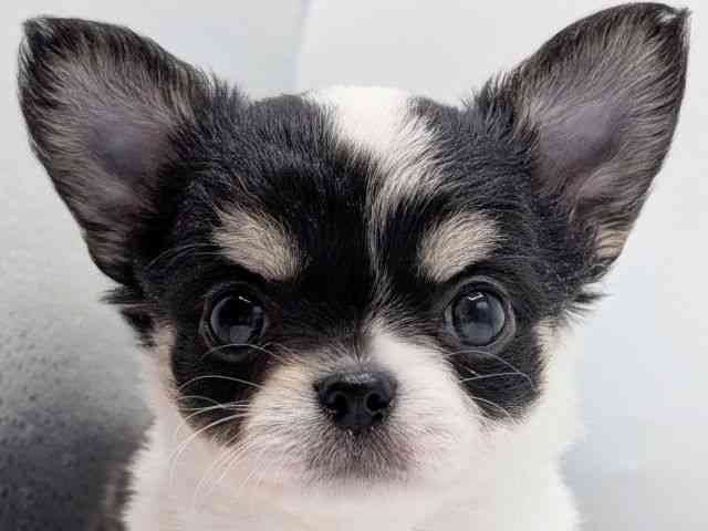 香川県のチワワ(ロング) (ひごペットフレンドリーゆめタウン高松店/2026年1月11日生まれ/女の子/ブラックタンホワイト)の子犬の1枚目の画像