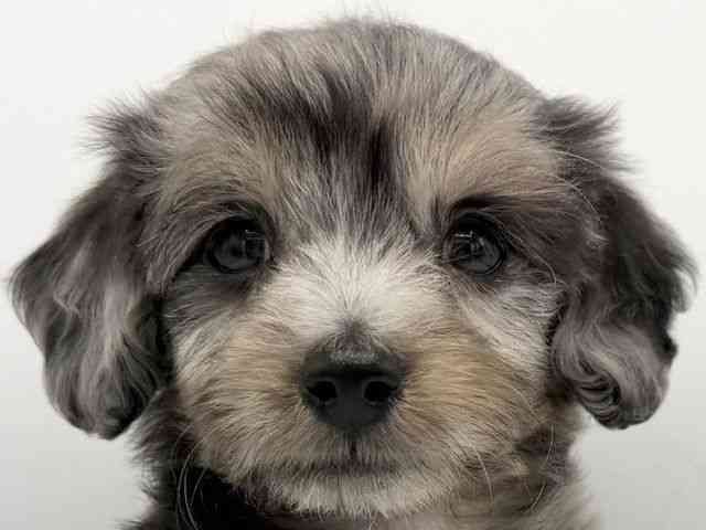 大阪府のダップー(ダックス×プードル) (ひごペットフレンドリーららぽーとEXPOCITY店/2026年1月10日生まれ/男の子/シルバーダップル)の子犬の1枚目の画像