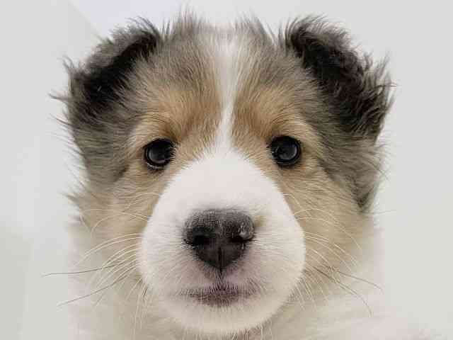 奈良県のシェットランドシープドッグ (ひごペットフレンドリーイオンモール橿原ウエスト・ビレッジ店/2026年1月11日生まれ/女の子/セーブルホワイト)の子犬の1枚目の画像